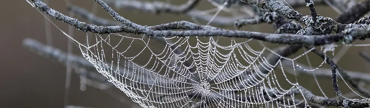 Spider web
