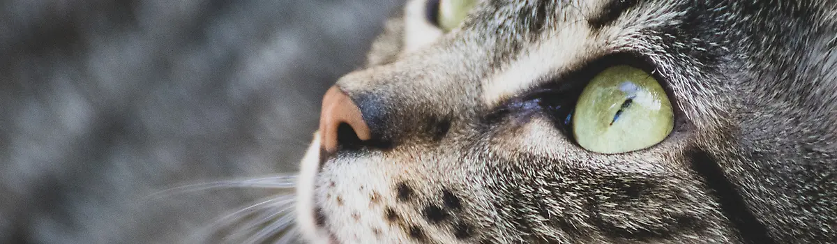 Up close photo of a Cat
