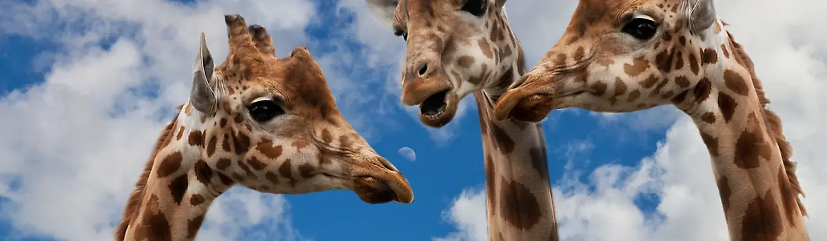 Giraffes talking