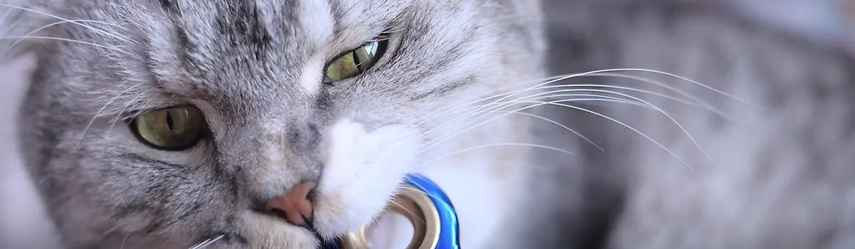 Cat eating fidget spinner