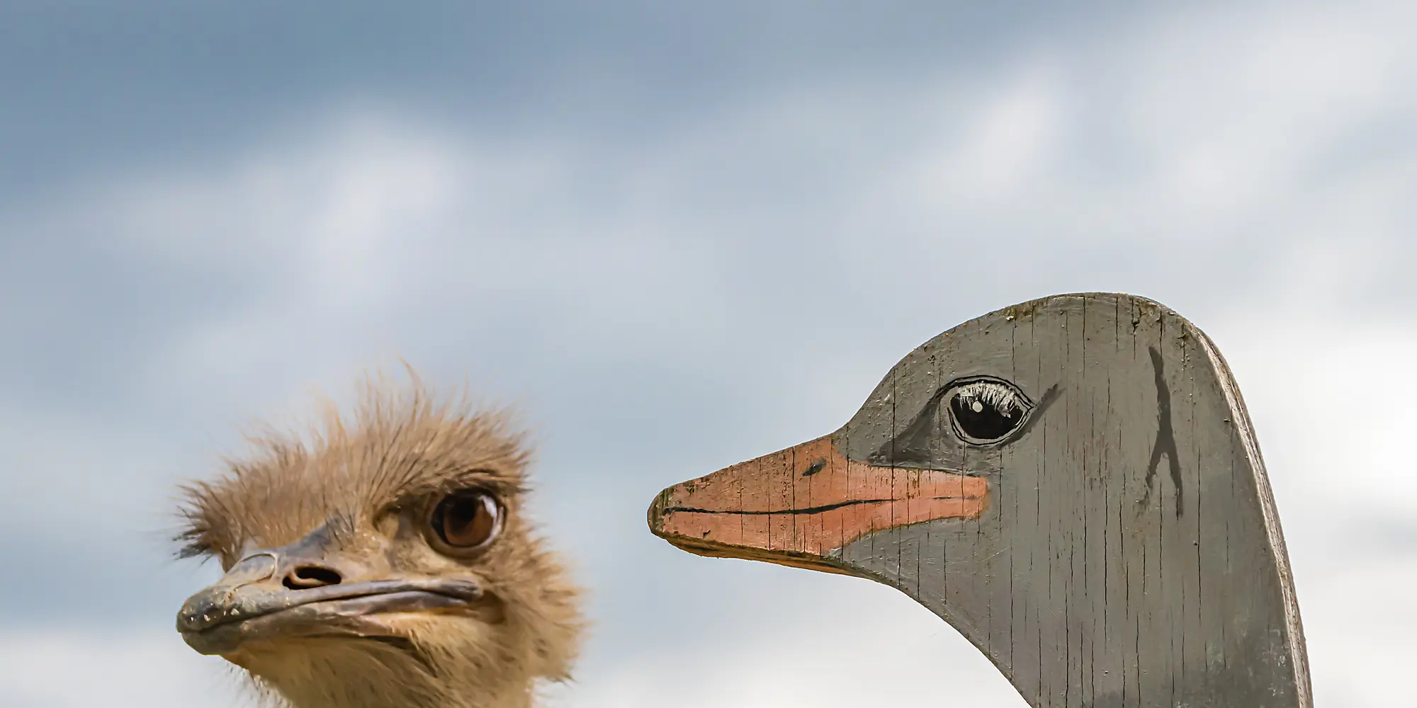 Ostrich and a wood duck