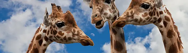 Giraffes talking